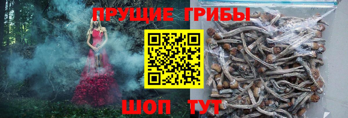 Аксай  Галлюциногенные грибы Psilocybine cubensis  Псилоцибиновые грибы мицелий  Вход с VPN 